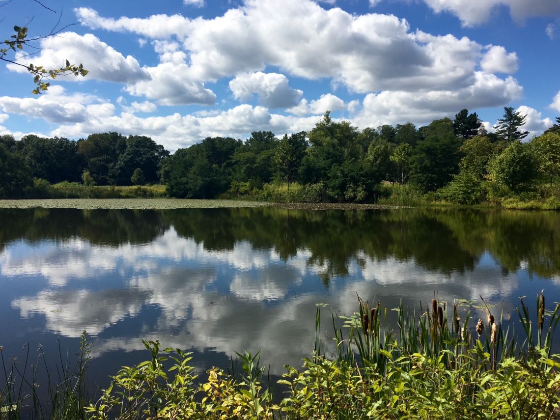 Fall view of the pond